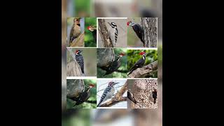 SOME BIRDS💖/ ചില പക്ഷികൾ ❤/STATUS QUEENS💖