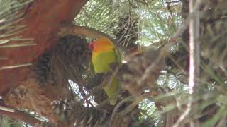 #62 Fischer's lovebird / ルリゴシボタンインコ / फिशर का लवबर्ड