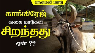 காங்கிரேஜ் வகை மாடுகள் பற்றிய முக்கிய தகவல்கள் | POZHUDHORU THAGAVAL - 004