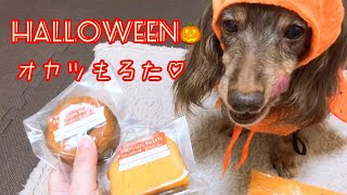 【おしゃべりビスコさん】ハロウィンのお菓子🎃オヤツで食べたよ