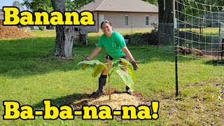 Planting Banana in my Zone 7 Garden - Roadside Homestead