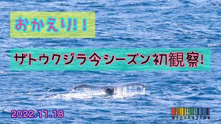 【おかえり】4K今季初観察！ザトウクジラがかえってきたよ　2022/11/18