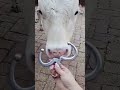 How to catch a cow's nose#subscribe #video #youtubeshorts #catch #cow #nose #shorts