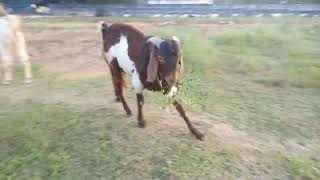 Boer sirohi cross male for sale