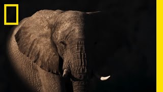 Secrets of the Elephants | Natalie Portman Voice Over First Look | National Geographic