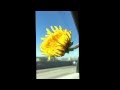 Slow motion dandelion blowing in the wind