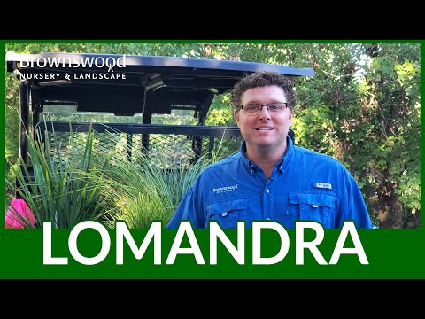 How tall does Lomandra breeze grow?