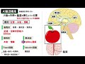 【解剖生理学（神経系）】大脳辺縁系：リメイクver.