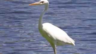 Great White Heron 20140813