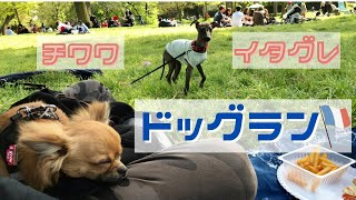 【イタグレ×チワワ】パリのドッグラン紹介(ブローニュの森)🐕Dog Parks In Paris