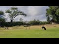 Wild Dogs Playing on Skukuza Golf Course