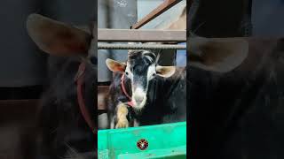 प्यारे प्यारे बकरे😍#bakraeid #bakraeid2025 #bakraeidspecial #bakra #बकरियां #ट्रेंडिंग #biggoats