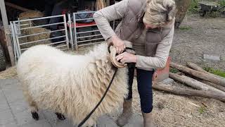 Schaap hanteren en temperaturen