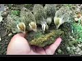 تیتر کے بچے Francolin chicks