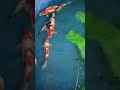 breeding showa mang idoL koi subang (IKF) #koifish #koiindonesia