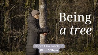 Being a Tree | A Short Film Narrated by Thich Nhat Hanh