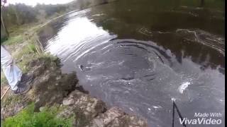 Salmon Fishing on the River Lee Dam