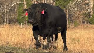 Discover the SECRET to a Thriving Farm Life with Our Angus Cattle!