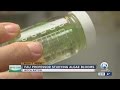 FAU professor studying algae blooms in Palm Beach County