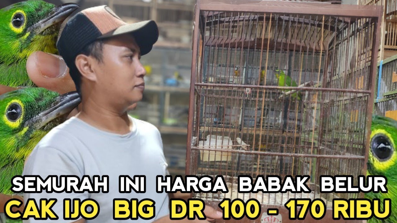 HARGA BABAK BELUR!! CUCAK IJO BIG DIUAL 100 - 170 RIBU DIKIOS MANTO ...