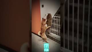 Extra funny dog videos that make us laugh -  FUN part 11 #shorts #funny #dog #crazy #best