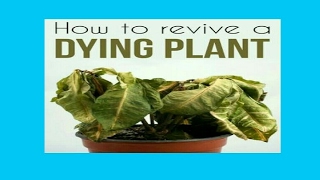 मरते हुऐ पौधे को कैसे बचाऐं || how to revive a dying plant मरते हुऐ पौधे को कैसे बचाऐं || how to revive a dying plant