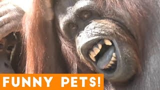 Funniest Pets & Animals of the Week Compilation September 2018 | Funny Pet Videos
