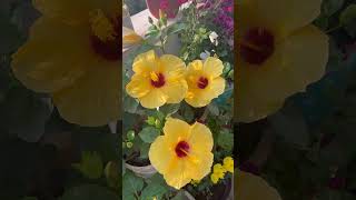 🌱Beautiful Hybrid Hibiscus Flowers In My Garden 🌼|#homegarding #ytshots #viral_shorts