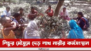 লিচুর মৌসুমে দিনাজপুরে দেড় লাখ নারীর কর্মসংস্থান || Dinajpur || Jago News