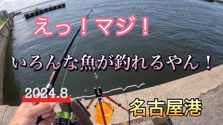 【名古屋港】えっ！マジ！いろんな魚が釣れるやん！