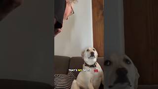 Grandpa Wins Argument With Dog Over Couch Seat