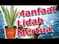 Manfaat Lidah Mertua Yang Luar Biasa | Manfaat Tanaman Lidah Mertua