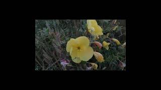 Oenothera Biennis - Der gelbe Nachtschatten, die Nachtkerze in der Bukovina.