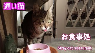 食べたい時に食べたいだけ食べられる　通い猫　地域猫・のら猫アメショちゃんのお食事処　Street　Cat　Restaurant