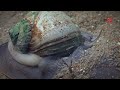 Nova Scotia Moon Snail