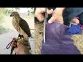 Easy leather jesses for shikra || Goshawk, eagle, falcon's ropes pattern || Raptors Today