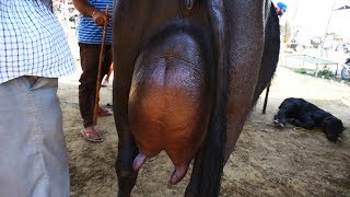 Heavy Milker Buffalo from Punjab