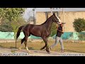 beautiful fillies sire by nawaab dilshan ਕਿਵੇਂ ਜੱਸੇ ਬਾਈ ਤੋਂ ਵਿਦੇਸ਼ ਬੈਠੇ ਰਾਜੂ ਵੀਰ ਨੇ ਖਰੀਦੀਆਂ ਬਛੇਰੀਆਂ