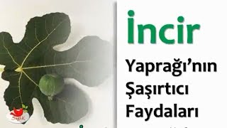 İncir Yaprağı’nın Şaşırtıcı Faydaları