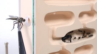 アリの巣に肉食アブを投入