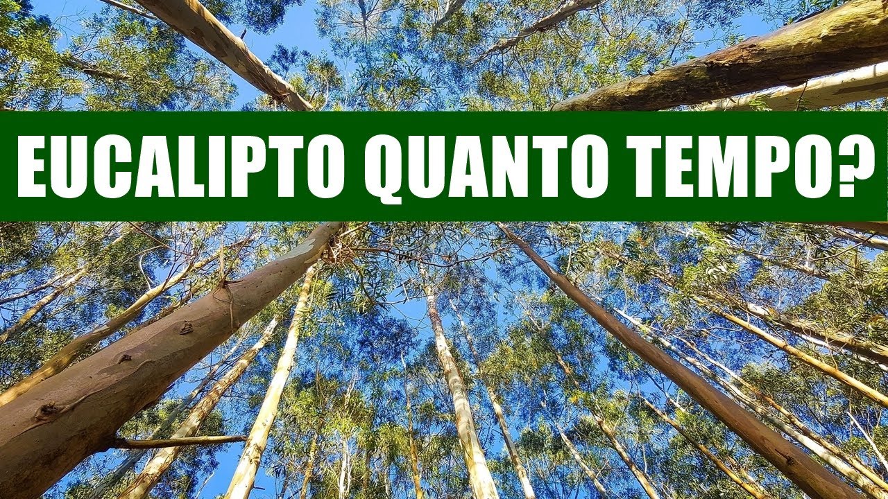 QUANTO TEMPO LEVA PARA UM PÉ DE EUCALIPTO CRESCER? - YouTube