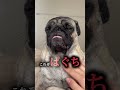 パグに喋りかけすぎて笑い止まらなくなった助けてwww ぱぐち dog pug ペット パグ 犬のいる暮らし