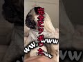 パグに喋りかけすぎて笑い止まらなくなった助けてwww ぱぐち dog pug ペット パグ 犬のいる暮らし