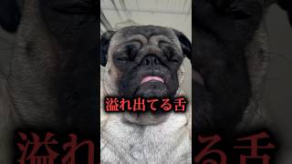 パグに喋りかけすぎて笑い止まらなくなった助けてwww#ぱぐち #dog #pug #ペット #パグ #犬のいる暮らし