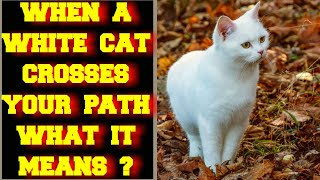 WHEN A WHITE CAT CROSSES YOUR PATH WHAT DOES IT MEAN ?