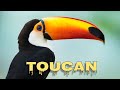 Toco toucan sounds