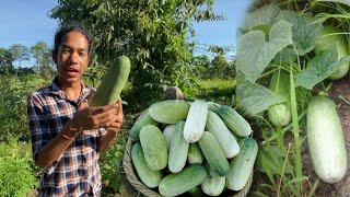 Cucumber local || Summer vegetable 🥒🥒||😇