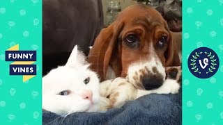 TRY NOT TO LAUGH - Cute PETS & ANIMALS | Funny Videos October 2018