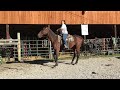 Pending 86- branded standardbred gelding 16.3HH $900 Deadline 10/11/24