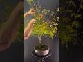 Taille de densification sur l’érable palmatum bonsai en été